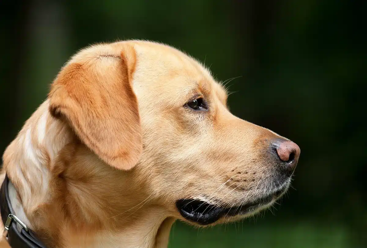 Giocatore che esplora con un compagno animale in un paesaggio di gioco